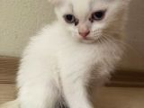 Safkan 2 Aylık Scottish Fold Erkek Karbeyazı