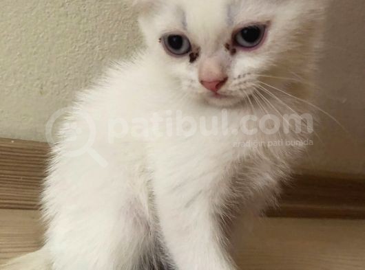 Safkan 2 Aylık Scottish Fold Erkek Karbeyazı