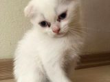 Safkan 2 Aylık Scottish Fold Erkek Karbeyazı