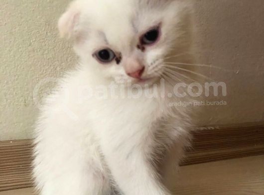 Safkan 2 Aylık Scottish Fold Erkek Karbeyazı görsel