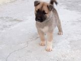 Mükemmel Kalitede Akita Yavrularımız