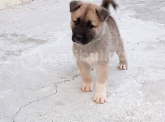 Mükemmel Kalitede Akita Yavrularımız