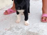 Mükemmel Kalitede Akita Yavrularımız