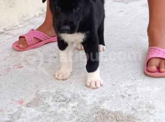Mükemmel Kalitede Akita Yavrularımız görsel