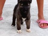 Mükemmel Kalitede Akita Yavrularımız