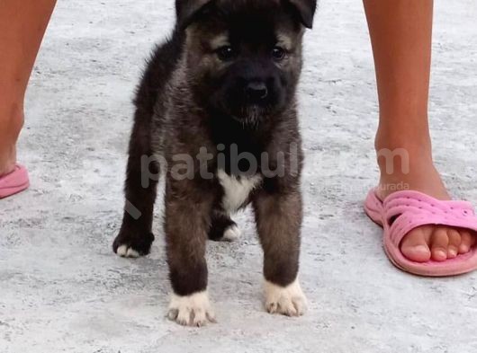 Mükemmel Kalitede Akita Yavrularımız görsel