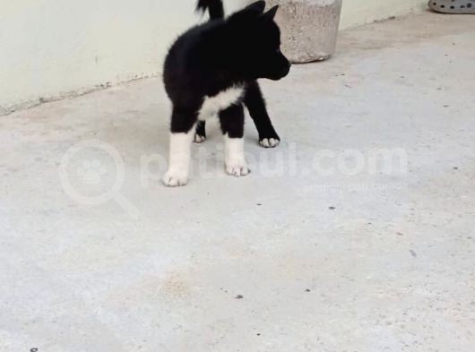 Mükemmel Kalitede Akita Yavrularımız görsel