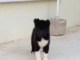 Mükemmel Kalitede Akita Yavrularımız