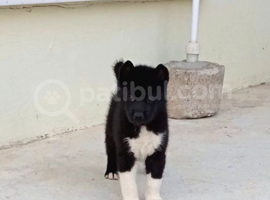 Mükemmel Kalitede Akita Yavrularımız görsel