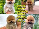 0,50 Mikro KÜT burun Ödül Adayı 3A PLUS Safkan Boo Pomeranian