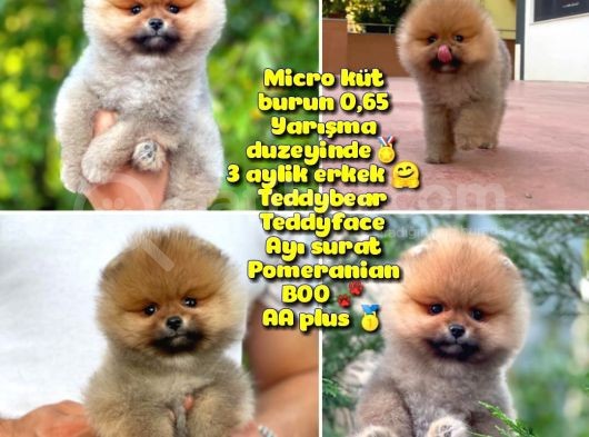 0,50 Mikro Küt Burun Ödül Adayı 3A Plus Safkan Boo Pomeranian