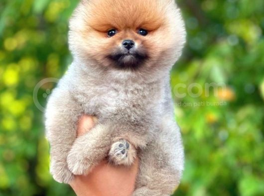 0,50 Mikro Küt Burun Ödül Adayı 3A Plus Safkan Boo Pomeranian görsel