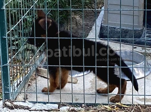 A Scrli 2 Aylık Erkek Güzeli görsel