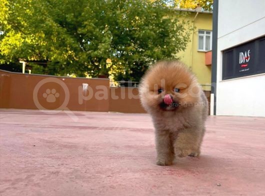 0,50 Mikro Küt Burun Ödül Adayı 3A Plus Safkan Boo Pomeranian görsel