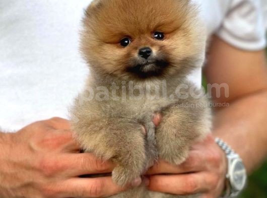 0,50 Mikro Küt Burun Ödül Adayı 3A Plus Safkan Boo Pomeranian görsel