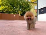 0,50 Mikro Küt Burun Ödül Adayı 3A Plus Safkan Boo Pomeranian