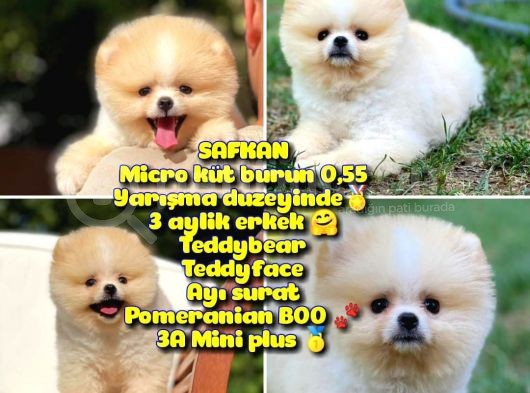 0,50 Mikro Küt Burun Ödül Adayı 3A Plus Safkan Boo Pomeranian