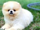 0,50 Mikro Küt Burun Ödül Adayı 3A Plus Safkan Boo Pomeranian
