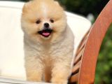 0,50 Mikro Küt Burun Ödül Adayı 3A Plus Safkan Boo Pomeranian