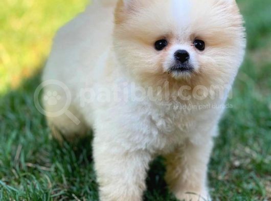 0,50 Mikro Küt Burun Ödül Adayı 3A Plus Safkan Boo Pomeranian görsel