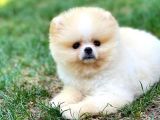 0,50 Mikro Küt Burun Ödül Adayı 3A Plus Safkan Boo Pomeranian