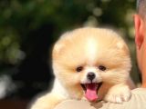 0,50 Mikro Küt Burun Ödül Adayı 3A Plus Safkan Boo Pomeranian