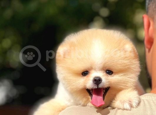 0,50 Mikro Küt Burun Ödül Adayı 3A Plus Safkan Boo Pomeranian görsel