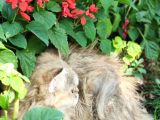 Bri̇ti̇sh Shortai̇r Golden Tabby Di̇şi̇ 4 Aylık