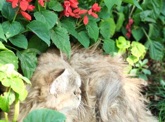 Bri̇ti̇sh Shortai̇r Golden Tabby Di̇şi̇ 4 Aylık görsel