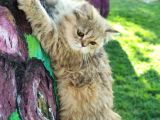 Bri̇ti̇sh Shortai̇r Golden Tabby Di̇şi̇ 4 Aylık