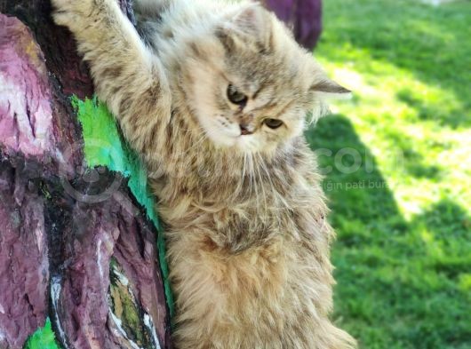 Bri̇ti̇sh Shortai̇r Golden Tabby Di̇şi̇ 4 Aylık görsel