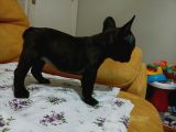 Mi̇cro Si̇yah Di̇şi̇ French Bulldog