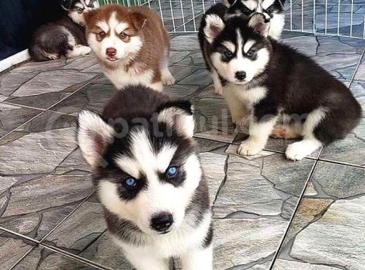 Orji̇nal Husky Yavrularımız