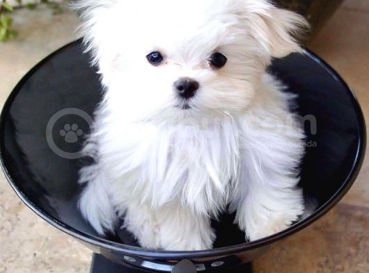 Maltese Bebekler