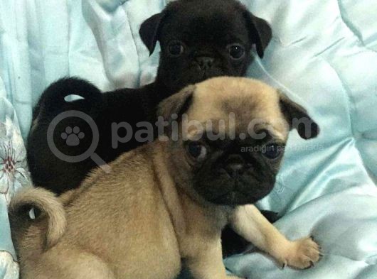 Aa Kali̇te Pug Mops