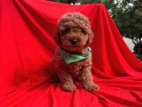 2 Aylık Toy Poodle