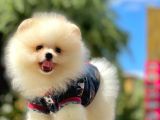 Pomeranian Boo Yavruları