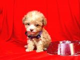 Teacup Maltipoo F2 Orjinal Yavrular