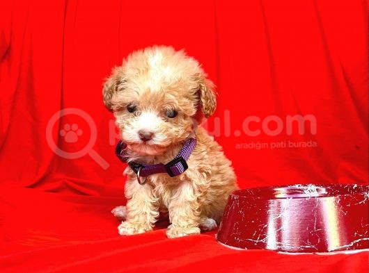 Teacup Maltipoo F2 Orjinal Yavrular görsel
