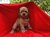 Red -Apricot Toy Poodle Yavrular