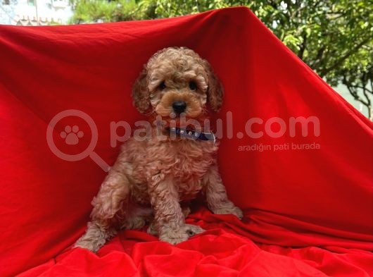 Red -Apricot Toy Poodle Yavrular görsel