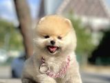 Pomeranian Boo Teddy Bear Safkan Ayicik Surat Yavrularımız