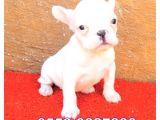 Aşılı Kimlikli French Bulldog Yavrular
