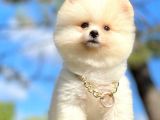 Teddy Face Boo Pomeranian Yavrular