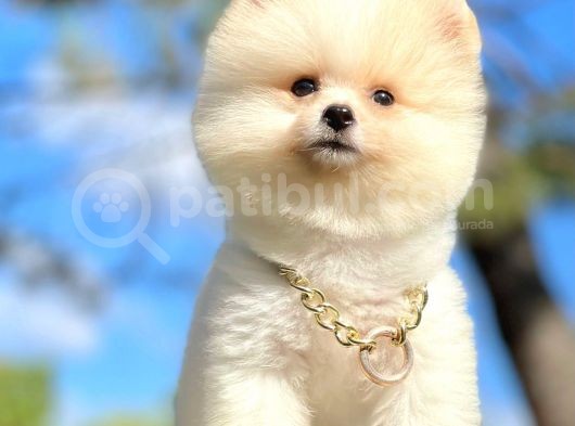 Teddy Face Boo Pomeranian Yavrular görsel
