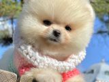 Pomeranian Boo Teddy Bear Safkan Ayicik Surat Yavrularımız