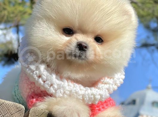 Pomeranian Boo Teddy Bear Safkan Ayicik Surat Yavrularımız görsel