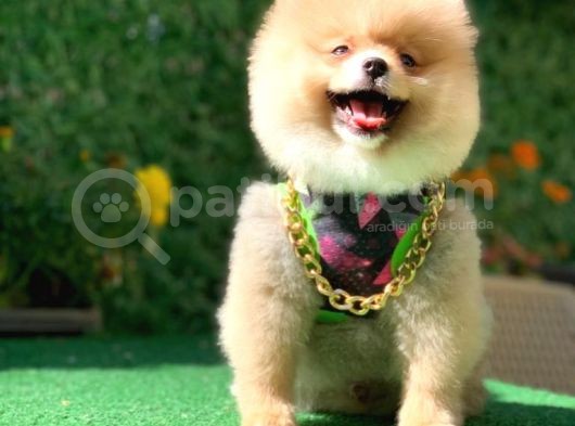 Pomeranian Boo Yavrularımız