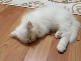 British Longhair