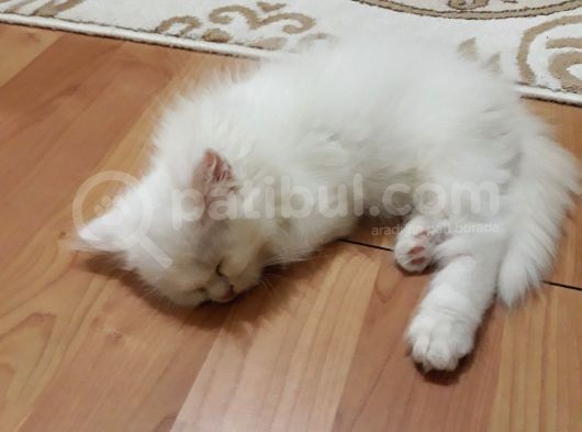 British Longhair görsel